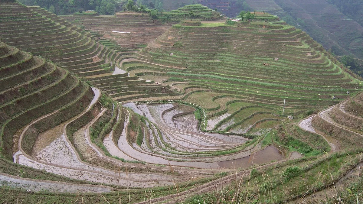Longji rice terraces